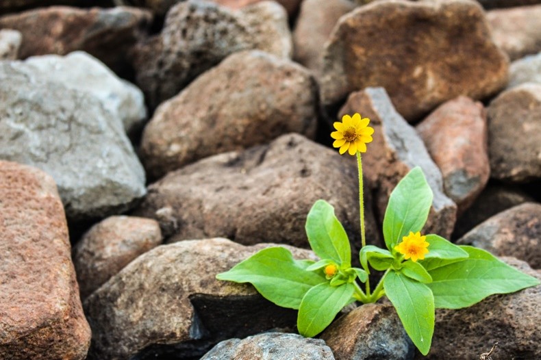 Coaching and resilience